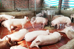 Giá heo hơi hôm nay 11/6: Ba miền đứng im
