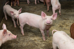 Giá heo hơi hôm nay 16/6: Tăng giảm trái chiều tại một vài tỉnh thành