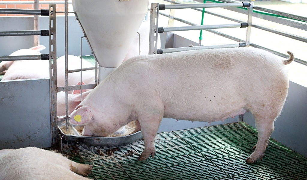 Dự báo giá heo hơi ngày 17/6: Giá thu mua có tiếp tục biến động? - Ảnh 1.