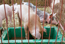 Giá heo hơi hôm nay 18/6: Đồng loạt đi ngang tại miền Bắc và Trung, Tây Nguyên