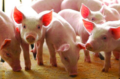 Giá heo hơi hôm nay 19/6: Điều chỉnh 1.000 đồng/kg