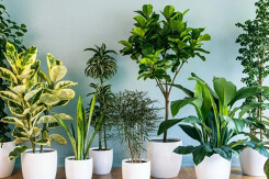 Gợi ý 7 loại cây trồng ban công không có nắng