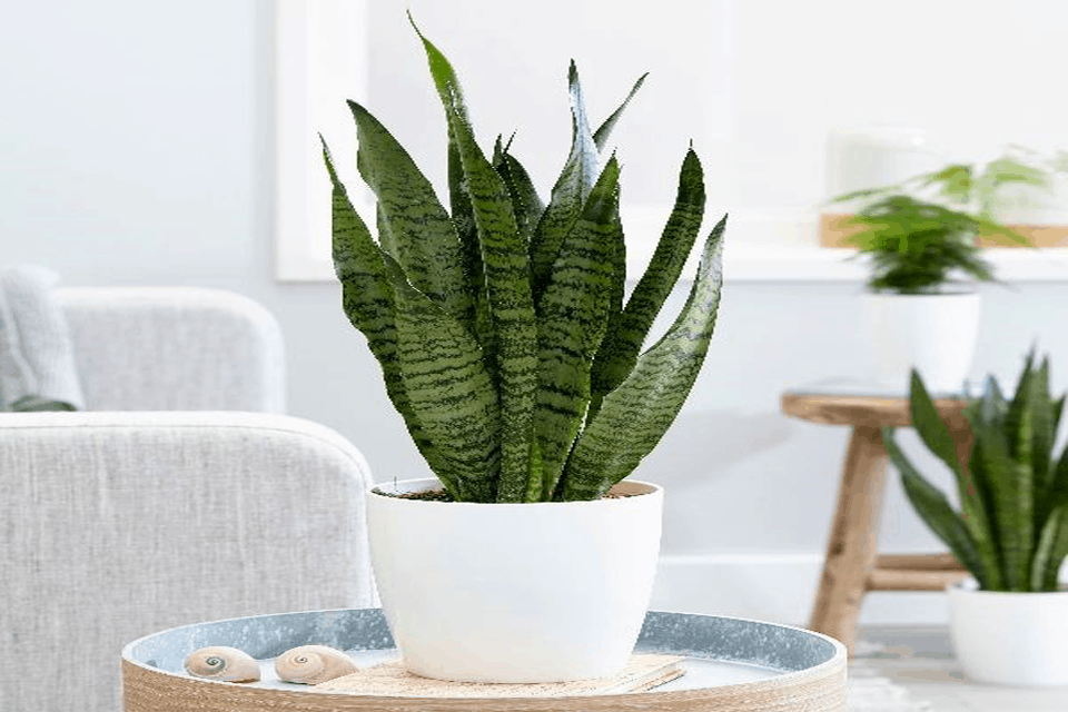 Gợi ý 7 loại cây trồng ban công không có nắng - Ảnh 6. Gợi ý 7 loại cây trồng ban công không có nắng - Ảnh 6.