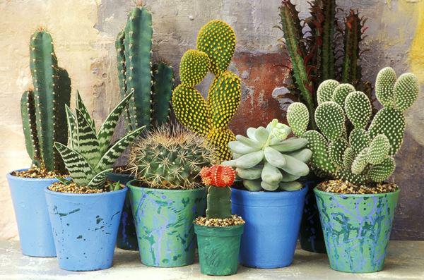 Gợi ý 7 loại cây trồng ban công không có nắng - Ảnh 3. Gợi ý 7 loại cây trồng ban công không có nắng - Ảnh 3.