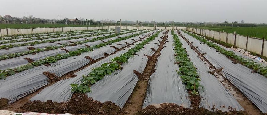 Kế hoạch sử dụng đất xã Cẩm Đình, Phúc Thọ, Hà Nội năm 2021 - Ảnh 1. Kế hoạch sử dụng đất xã Cẩm Đình, Phúc Thọ, Hà Nội năm 2021 - Ảnh 1.
