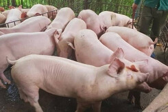 Giá heo hơi hôm nay 27/6: Giá thu mua sắp tới sẽ đi xuống?