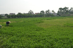 Kế hoạch sử dụng đất xã Sen Chiểu, Phúc Thọ, Hà Nội năm 2021
