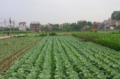 Kế hoạch sử dụng đất xã Thanh Đa, Phúc Thọ, Hà Nội năm 2021
