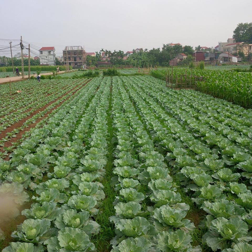 Kế hoạch sử dụng đất xã Thanh Đa, Phúc Thọ, Hà Nội năm 2021 - Ảnh 1. Kế hoạch sử dụng đất xã Thanh Đa, Phúc Thọ, Hà Nội năm 2021 - Ảnh 1.