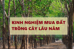 Chia sẻ kinh nghiệm mua đất trồng cây lâu năm mà bạn nên biết