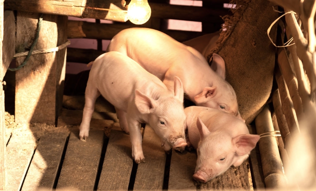 Dự báo giá heo hơi ngày 3/7: Ba miền sẽ tiếp tục giảm sâu? - Ảnh 1. Dự báo giá heo hơi ngày 3/7: Ba miền sẽ tiếp tục giảm sâu? - Ảnh 1.