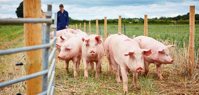 Dự báo giá heo hơi ngày 28/7: Đà tăng sẽ tiếp tục? - Ảnh 1. Dự báo giá heo hơi ngày 28/7: Đà tăng sẽ tiếp tục? - Ảnh 1.