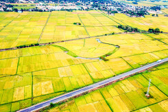 Thủ tướng cho phép Trà Vinh chuyển 38,5 ha đất trồng lúa sang đất phi nông nghiệp