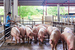 Giá heo hơi hôm nay 7/7: Hai miền Bắc - Nam tiếp tục giảm