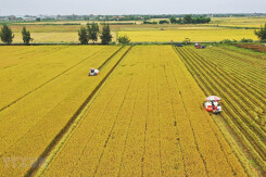 Long An được phép chuyển 37,95 ha đất trồng lúa sang đất phi nông nghiệp