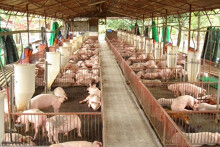 Giá heo hơi hôm nay 18/8: Biến động trái chiều ở khu vực phía Nam