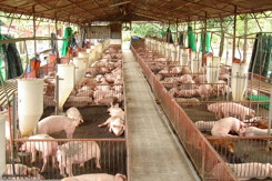 Giá heo hơi hôm nay 18/8: Biến động trái chiều ở khu vực phía Nam