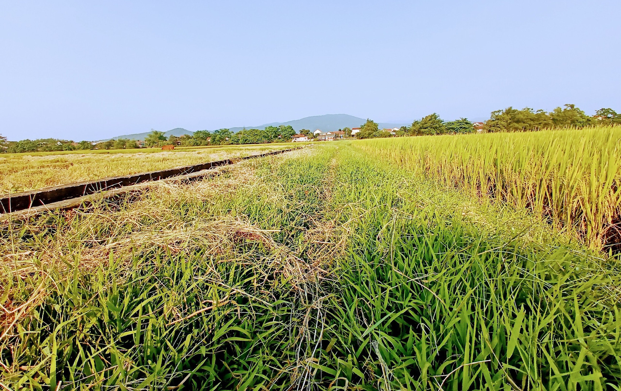 Hưng Yên được phép chuyển 65,6 ha đất trồng lúa sang đất phi nông nghiệp - Ảnh 1. Hưng Yên được phép chuyển 65,6 ha đất trồng lúa sang đất phi nông nghiệp - Ảnh 1.