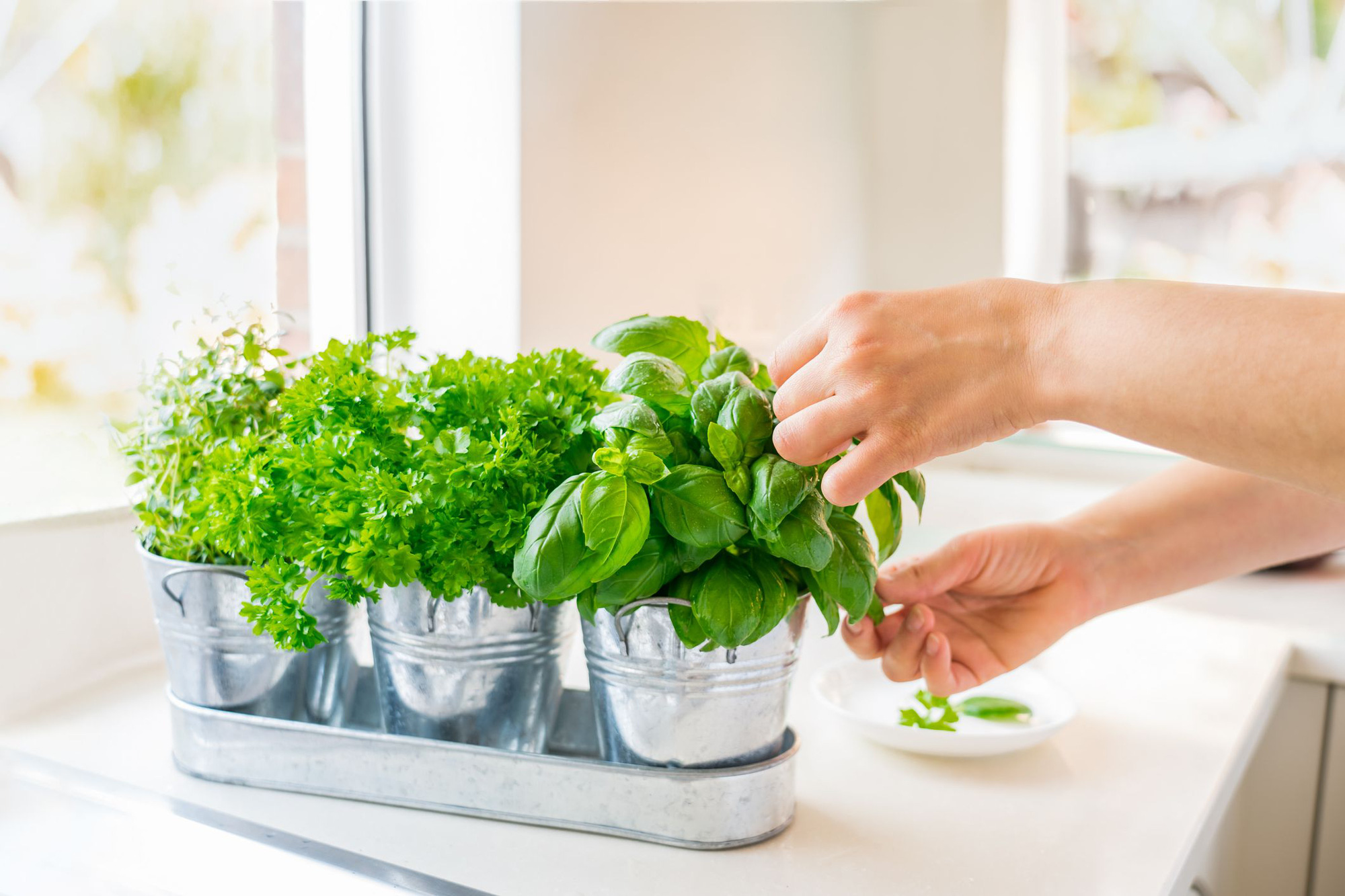 Gợi ý cách thiết kế vườn rau tại nhà cho không gian nhỏ, hạn chế đất trồng - Ảnh 8. Gợi ý cách thiết kế vườn rau tại nhà cho không gian nhỏ, hạn chế đất trồng - Ảnh 8.