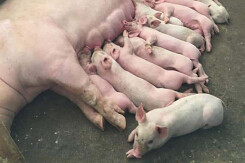 Giá heo hơi hôm nay 10/8: Điều chỉnh 1.000 - 2.000 đồng/kg trên toàn quốc