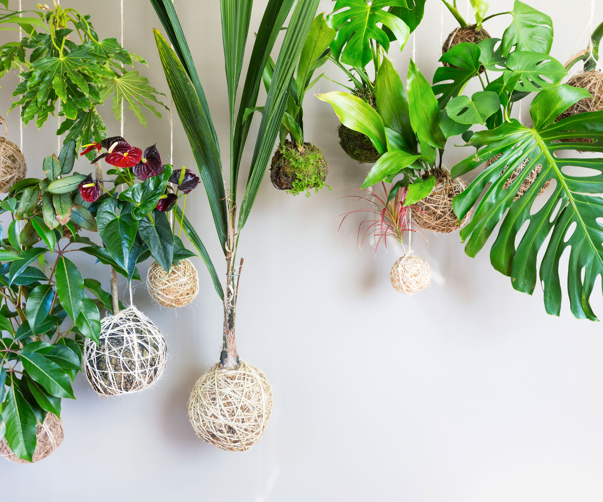 Phương pháp trồng cây không chậu Kokedama, ý tưởng mới lạ cho không gian nhà bạn - Ảnh 3. Phương pháp trồng cây không chậu Kokedama, ý tưởng mới lạ cho không gian nhà bạn - Ảnh 3.