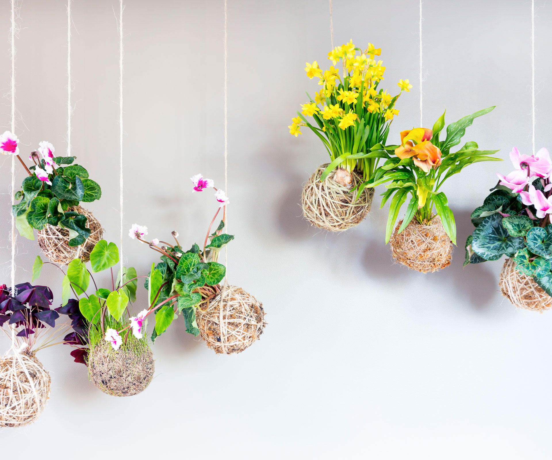 Phương pháp trồng cây không chậu Kokedama, ý tưởng mới lạ cho không gian nhà bạn - Ảnh 1. Phương pháp trồng cây không chậu Kokedama, ý tưởng mới lạ cho không gian nhà bạn - Ảnh 1.