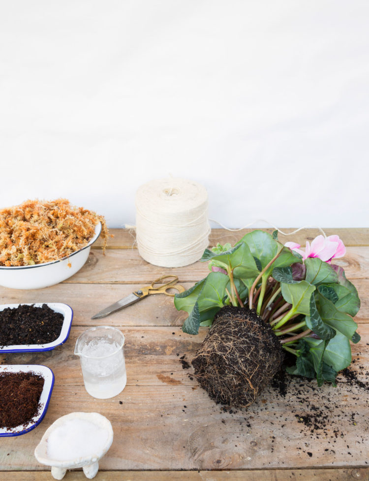 Phương pháp trồng cây không chậu Kokedama, ý tưởng mới lạ cho không gian nhà bạn - Ảnh 4. Phương pháp trồng cây không chậu Kokedama, ý tưởng mới lạ cho không gian nhà bạn - Ảnh 4.