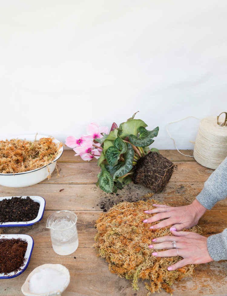 Phương pháp trồng cây không chậu Kokedama, ý tưởng mới lạ cho không gian nhà bạn - Ảnh 5. Phương pháp trồng cây không chậu Kokedama, ý tưởng mới lạ cho không gian nhà bạn - Ảnh 5.
