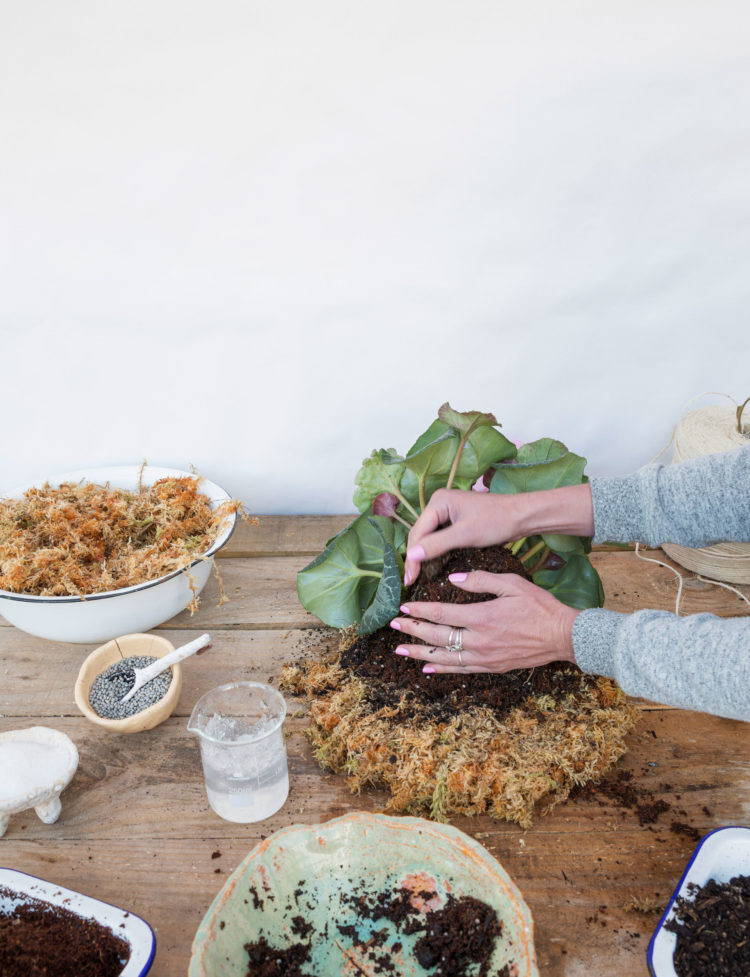 Phương pháp trồng cây không chậu Kokedama, ý tưởng mới lạ cho không gian nhà bạn - Ảnh 6. Phương pháp trồng cây không chậu Kokedama, ý tưởng mới lạ cho không gian nhà bạn - Ảnh 6.