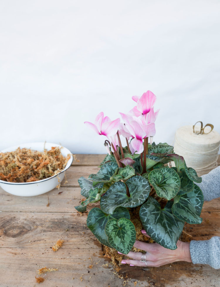 Phương pháp trồng cây không chậu Kokedama, ý tưởng mới lạ cho không gian nhà bạn - Ảnh 7. Phương pháp trồng cây không chậu Kokedama, ý tưởng mới lạ cho không gian nhà bạn - Ảnh 7.