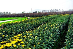 Kế hoạch sử dụng đất phường Đông Cương, TP Thanh Hóa, Thanh Hoá năm 2021