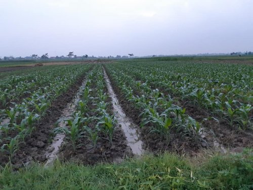 Kế hoạch sử dụng đất xã Minh Tâm, Thiệu Hoá, Thanh Hoá năm 2021 - Ảnh 1. Kế hoạch sử dụng đất xã Minh Tâm, Thiệu Hoá, Thanh Hoá năm 2021 - Ảnh 1.