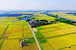 Hưng Yên được phép chuyển 100 ha đất trồng lúa sang đất phi nông nghiệp