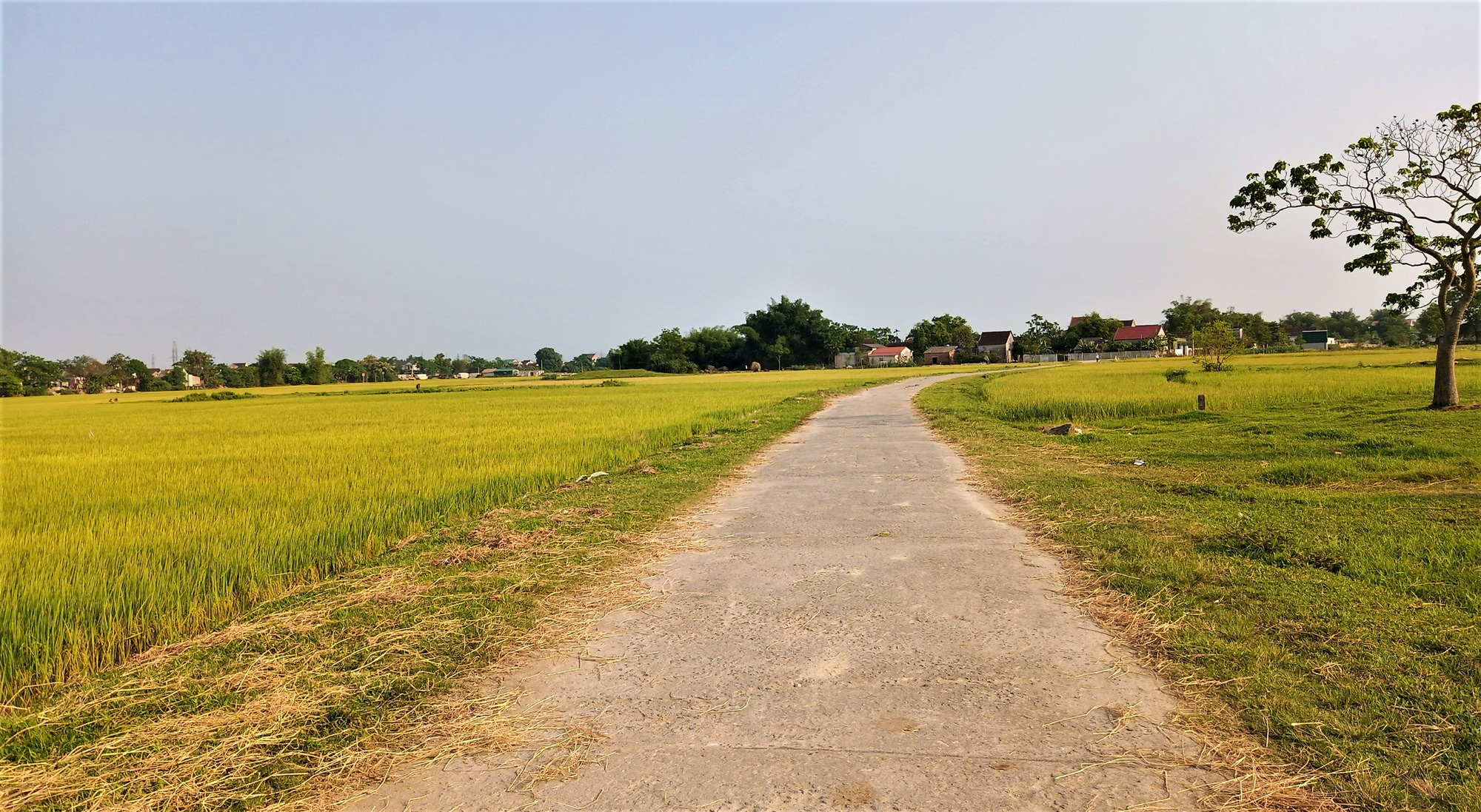 Long An, Đồng Tháp được chuyển 67 ha đất trồng lúa sang đất phi nông nghiệp - Ảnh 1. Long An, Đồng Tháp được chuyển 67 ha đất trồng lúa sang đất phi nông nghiệp - Ảnh 1.