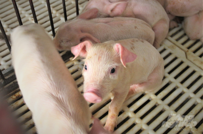 Dự báo giá heo hơi ngày 21/9: Tiếp đà đi ngang trong thời gian tới? - Ảnh 1. Dự báo giá heo hơi ngày 21/9: Tiếp đà đi ngang trong thời gian tới? - Ảnh 1.