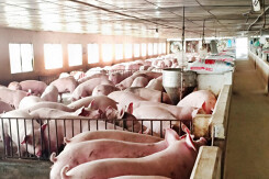 Giá heo hơi hôm nay 24/9: Đồng loạt đi ngang trên diện rộng ở phía Nam