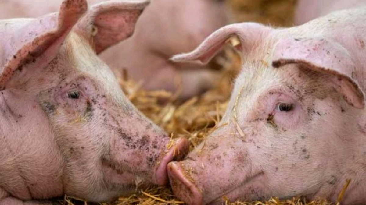 Dự báo giá heo hơi ngày 12/1: Các tỉnh thành tiếp đà tăng? - Ảnh 1.