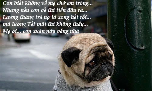 Top những ảnh chế Tết hài hước, vui nhộn và mới nhất năm 2022 - Ảnh 3. Top những ảnh chế Tết hài hước, vui nhộn và mới nhất năm 2022 - Ảnh 3.