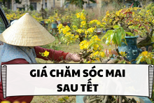 Cập nhật giá chăm sóc mai sau Tết 2022 và địa chỉ nhận chăm sóc mai tại TP HCM