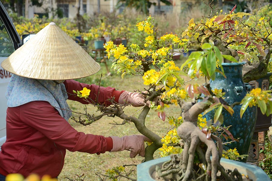 Cập nhật giá chăm sóc mai sau Tết 2022 và địa chỉ nhận chăm sóc mai tại TP HCM - Ảnh 2. Cập nhật giá chăm sóc mai sau Tết 2022 và địa chỉ nhận chăm sóc mai tại TP HCM - Ảnh 2.