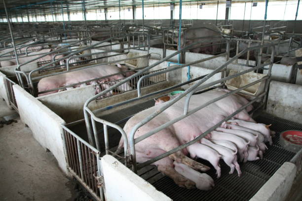 Dự báo giá heo hơi ngày 5/1: Thị trường có biến động vào ngày mai? - Ảnh 1. Dự báo giá heo hơi ngày 5/1: Thị trường có biến động vào ngày mai? - Ảnh 1.