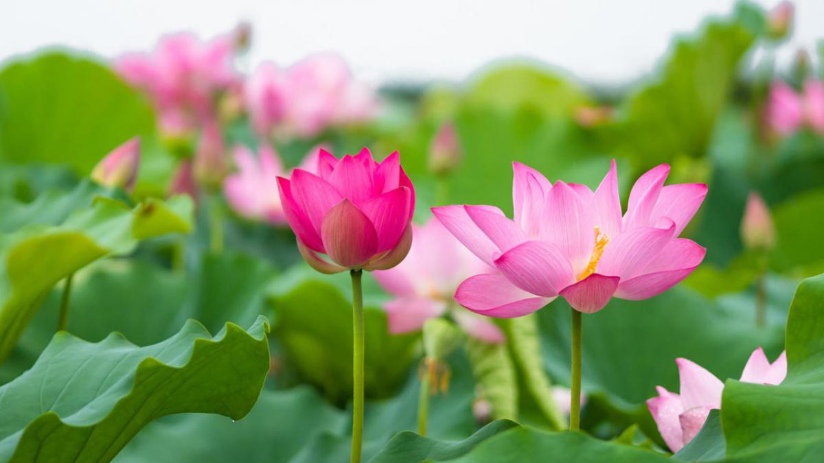 Tổng hợp các loại hoa chưng bàn thờ ngày Tết đẹp và hợp phong thuỷ - Ảnh 4. Tổng hợp các loại hoa chưng bàn thờ ngày Tết đẹp và hợp phong thuỷ - Ảnh 4.
