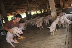 Giá heo hơi hôm nay 12/2: Tiếp tục đi ngang trong sáng cuối tuần