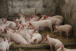 Giá heo hơi hôm nay 15/2: Đi xuống nhiều nơi, thấp nhất là 54.000 đồng/kg