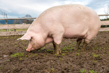 Giá heo hơi hôm nay 24/2: Giảm rải rác ở khu vực miền Trung, Tây Nguyên và miền Nam