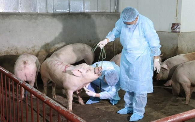 Dự báo giá heo hơi ngày 8/2: Nhiều tỉnh thành sẽ còn thay đổi giá thu mua trong thời gian tới? - Ảnh 1. Dự báo giá heo hơi ngày 8/2: Nhiều tỉnh thành sẽ còn thay đổi giá thu mua trong thời gian tới? - Ảnh 1.