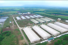 Doanh nghiệp muốn đầu tư 2.800 tỷ vào dự án chăn nuôi lợn ở Quảng Trị