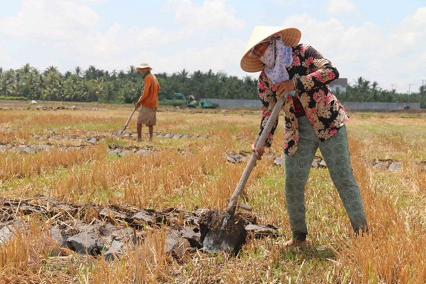 Phú Thọ: Chuyển mục đích sử dụng đất trồng lúa để xây khu đô thị mới - Ảnh 1. Phú Thọ: Chuyển mục đích sử dụng đất trồng lúa để xây khu đô thị mới - Ảnh 1.