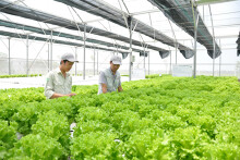 Quy hoạch tổng thể phát triển sản xuất ngành nông nghiệp đến 2020, tầm nhìn đến 2030