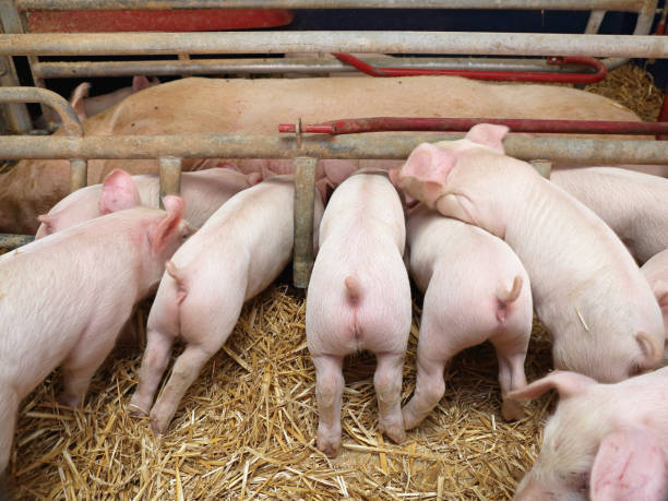 Giá heo hơi hôm nay 22/3: Đi ngang ở nhiều nơi, riêng hai tỉnh giảm nhẹ 1.000 - 2.000 đồng/kg - Ảnh 2.